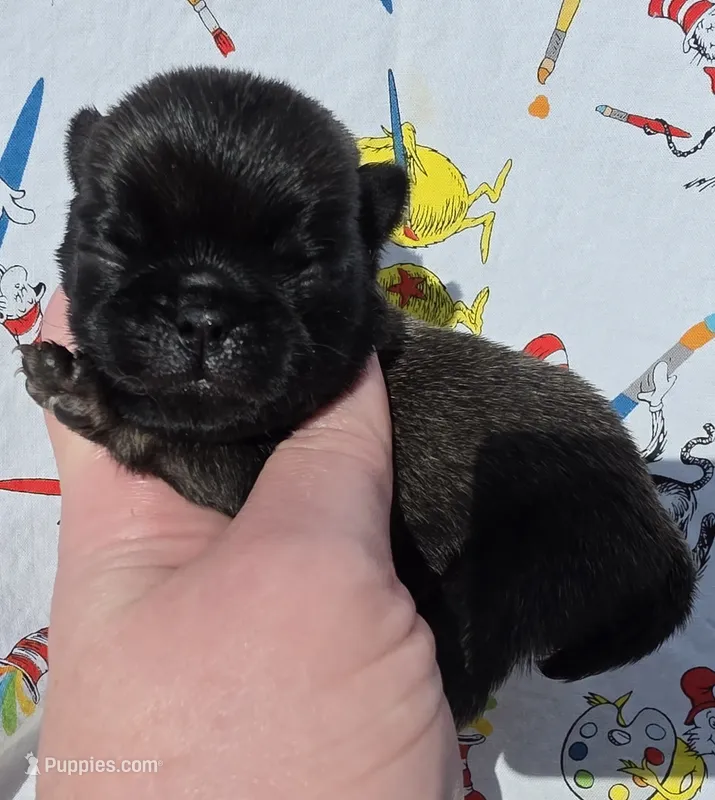 Olive M1 – Pug puppy for sale in Upland, IN