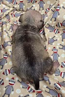 Darci F2, a female Pug for sale in Upland, IN – 2 of 4