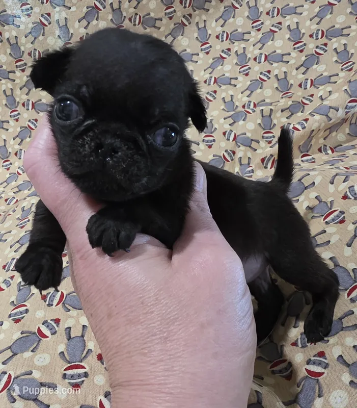 Josephine M1 – Pug puppy for sale in Upland, IN