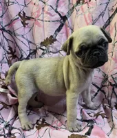 Darci F2, a female Pug for sale in Upland, IN – 1 of 6
