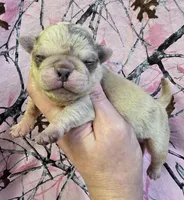 Minnie F5, a female Pug for sale in Upland, IN – Photo 4 of 7