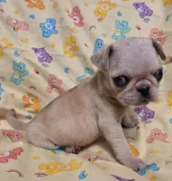 Minnie F5, a female Pug for sale in Upland, IN – Photo 3 of 7