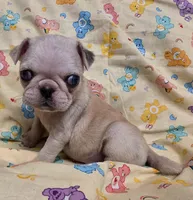 Minnie F5, a female Pug for sale in Upland, IN – Photo 1 of 7