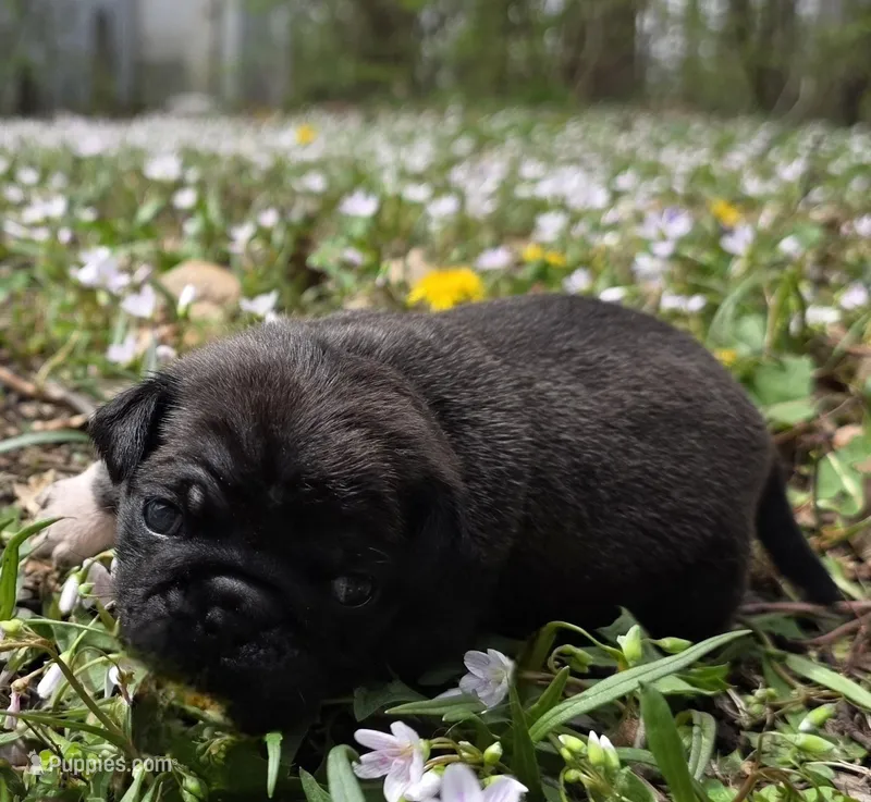 Esme F1 – Pug puppy for sale in Upland, IN