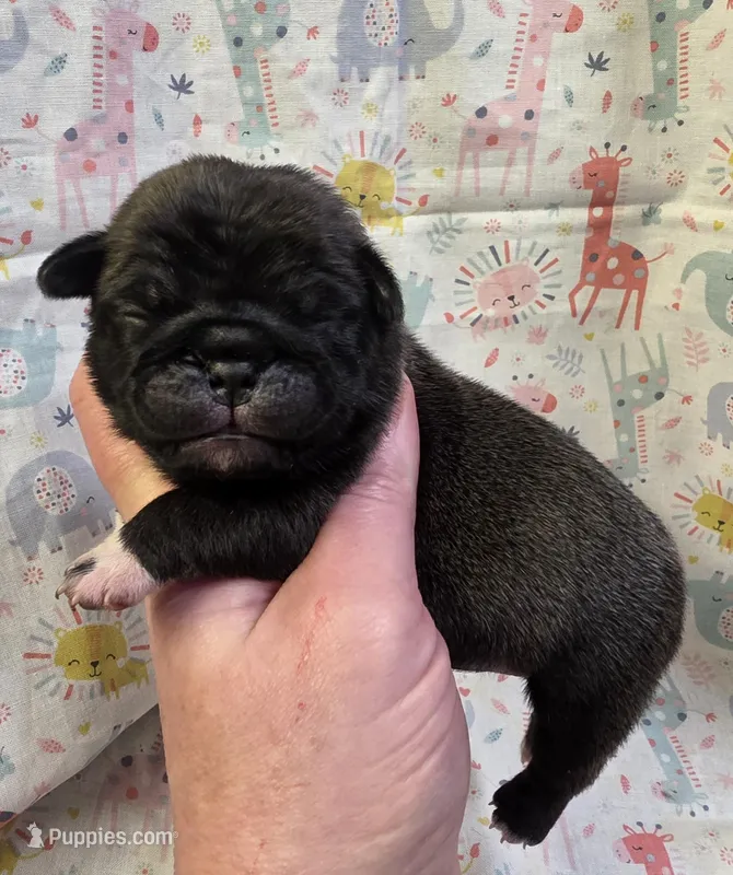 Esme F1 – Pug puppy for sale in Upland, IN