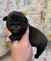 Esme F1, a female Pug for sale in Upland, IN – Photo 1 of 4