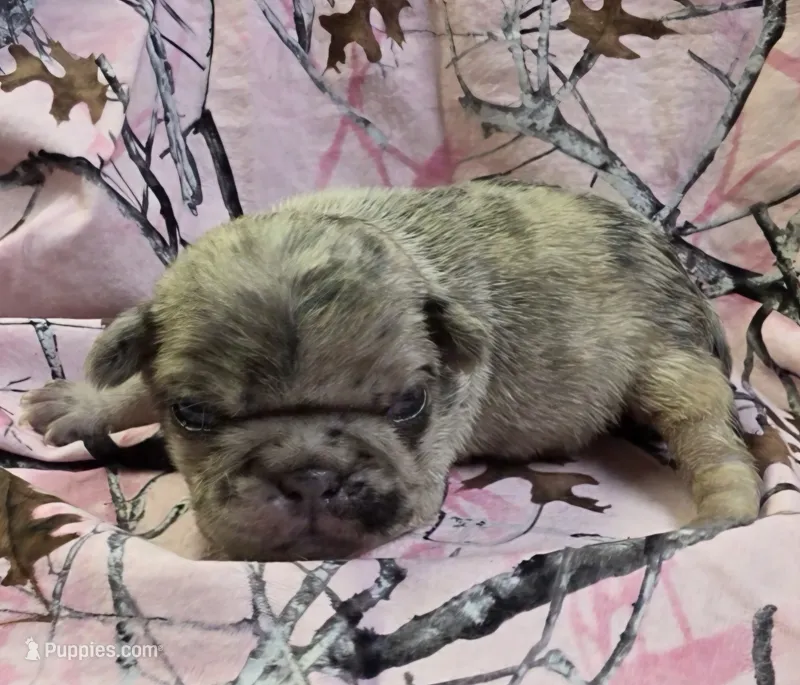 Lucy F3, a female Pug for sale in Upland, IN – 1 of 4