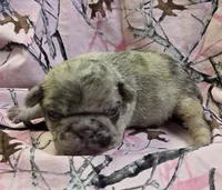 Lucy F3, a female Pug for sale in Upland, IN – 1 of 4
