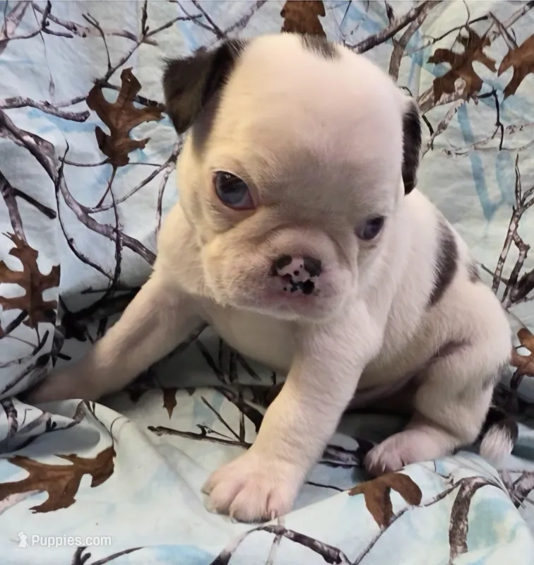 Navy M1 – Pug puppy for sale in Upland, IN