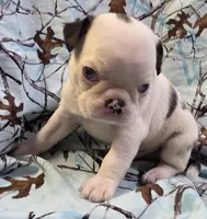Navy M1, a male Pug for sale in Upland, IN – 2 of 7