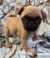 Darci M2, a male Pug for sale in Upland, IN – 1 of 6