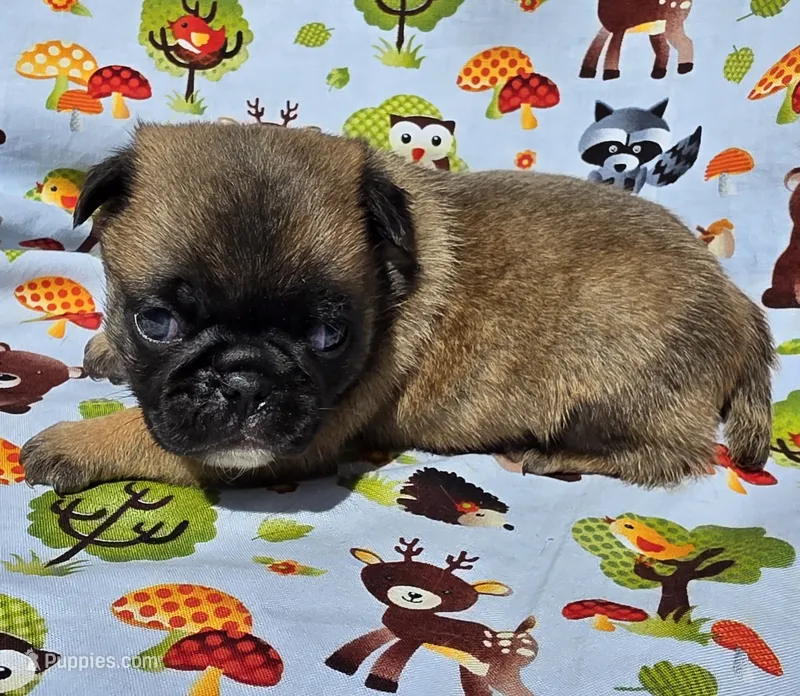 Olive M2 – Pug puppy for sale in Upland, IN