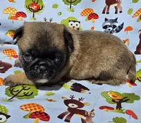 Olive M2, a male Pug for sale in Upland, IN – 1 of 6