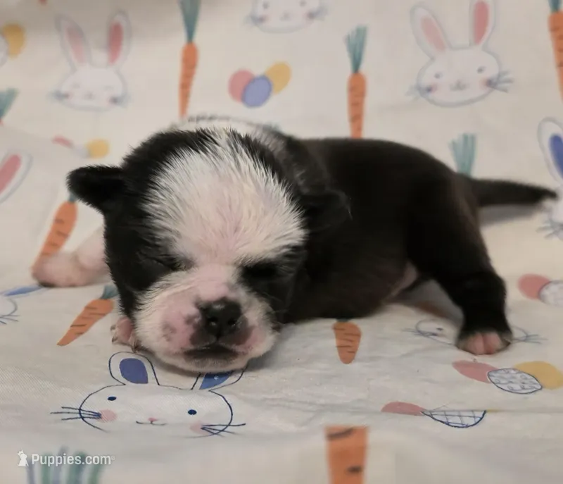 Aili F2 – Pug puppy for sale in Upland, IN