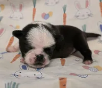 Aili F2, a female Pug for sale in Upland, IN – Photo 1 of 4