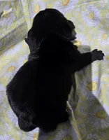 Olive F1, a female Pug for sale in Upland, IN – 2 of 6