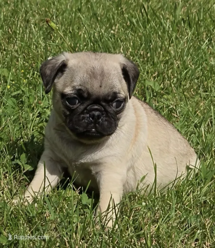 Elvira M2 – Pug puppy for sale in Upland, IN
