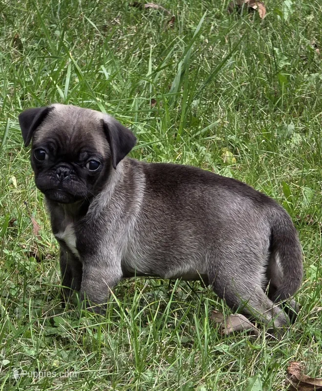 Cinderella M3 – Pug puppy for sale in Upland, IN