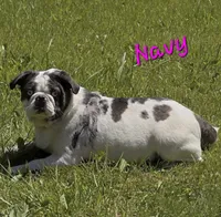 Navy M2, a male Pug for sale in Upland, IN – 3 of 4