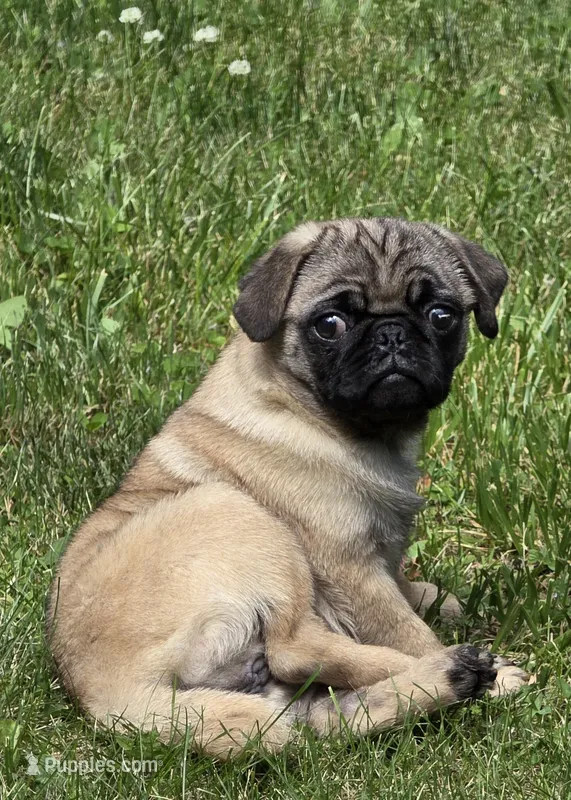 Reece F1 – Pug puppy for sale in Upland, IN