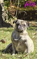 Aili M3, a male Pug for sale in Upland, IN – Photo 4 of 4