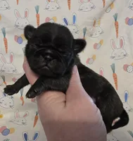 Aili M3, a male Pug for sale in Upland, IN – Photo 1 of 4