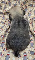 Darci F3, a female Pug for sale in Upland, IN – 2 of 4