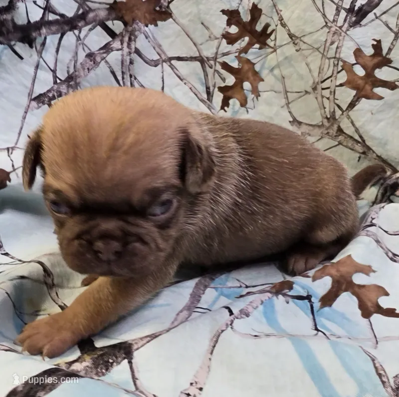 Taylor M1 – Pug puppy for sale in Upland, IN