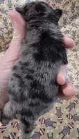 Navy F3, a female Pug for sale in Upland, IN – 2 of 4