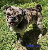 Elvira M1, a male Pug for sale in Upland, IN – Photo 4 of 4