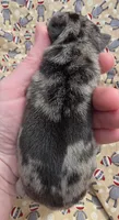 Elvira M1, a male Pug for sale in Upland, IN – 4 of 8