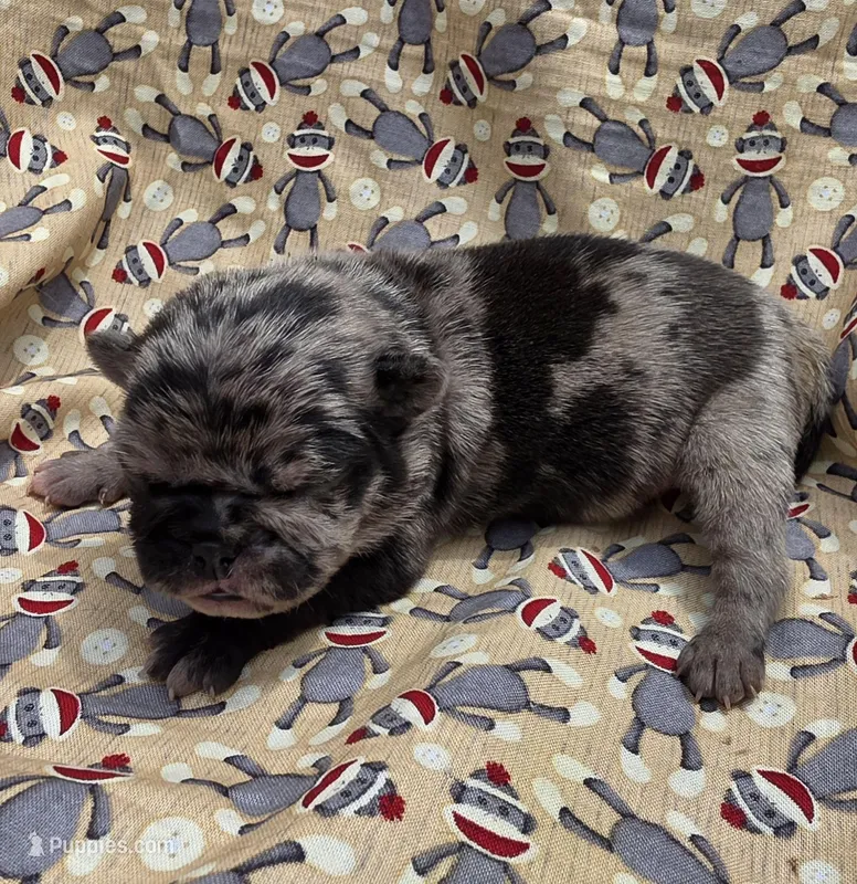 Elvira M1 – Pug puppy for sale in Upland, IN