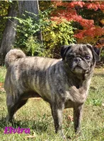 Elvira M1, a male Pug for sale in Upland, IN – Photo 3 of 4