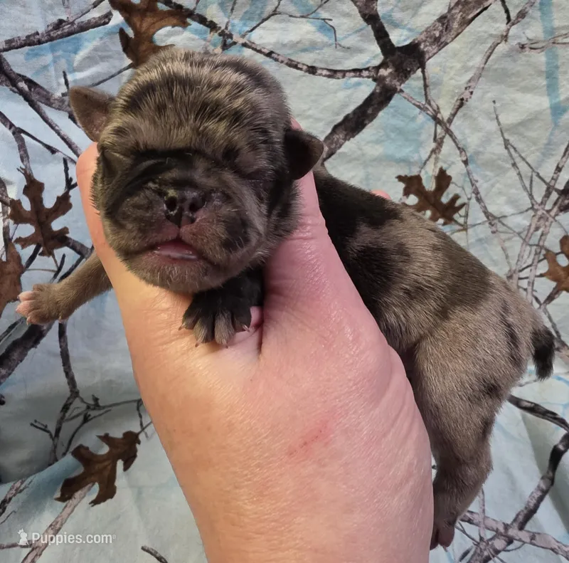Elvira M1 – Pug puppy for sale in Upland, IN