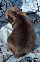 Cinderella M3, a male Pug for sale in Upland, IN – 2 of 4