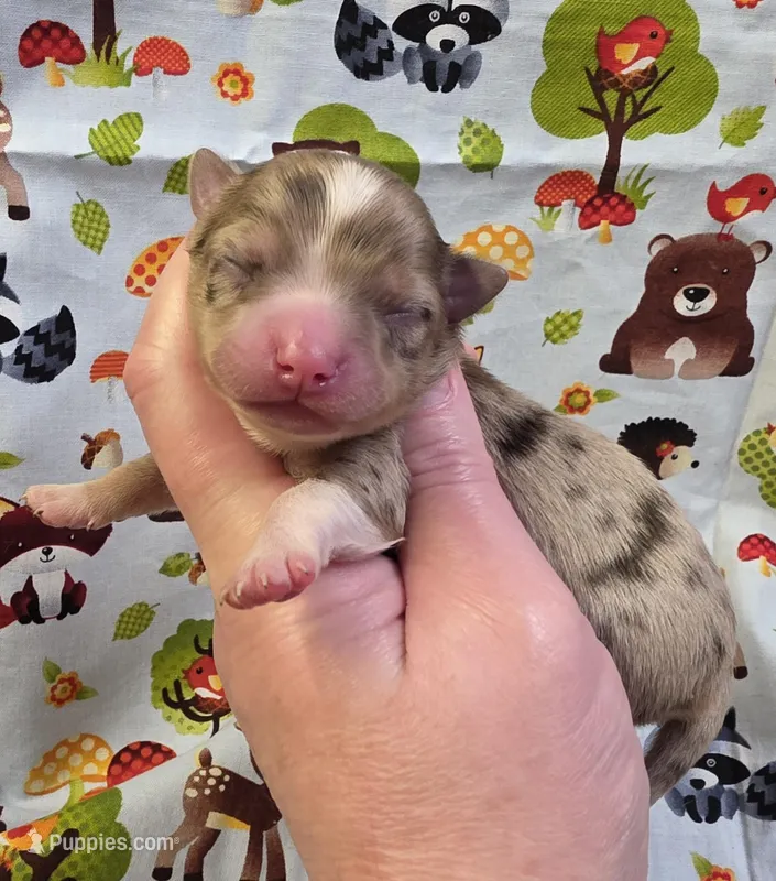 Nilly M1 – Chihuahua puppy for sale in Upland, IN