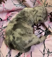 Lucy F3, a female Pug for sale in Upland, IN – 2 of 4