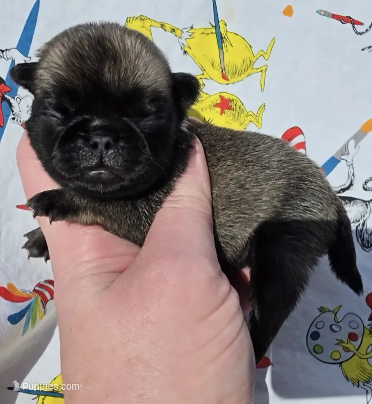 Olive F3 – Pug puppy for sale in Upland, IN