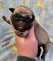 Esme M1, a male Pug for sale in Upland, IN – Photo 1 of 4