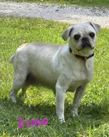 Esme M1, a male Pug for sale in Upland, IN – Photo 3 of 4