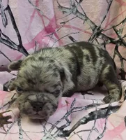 Lucy F2, a female Pug for sale in Upland, IN – 1 of 4