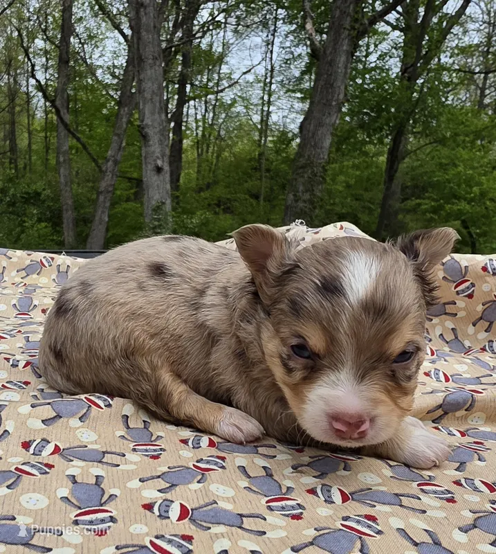 Nilly M1, a male Chihuahua for sale in Upland, IN – 1 of 6
