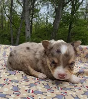 Nilly M1, a male Chihuahua for sale in Upland, IN – 1 of 6