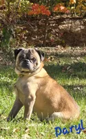 Olive M1, a male Pug for sale in Upland, IN – 4 of 4