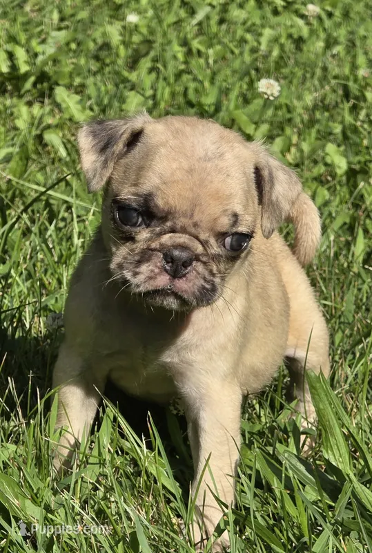 Lucy M2 – Pug puppy for sale in Upland, IN