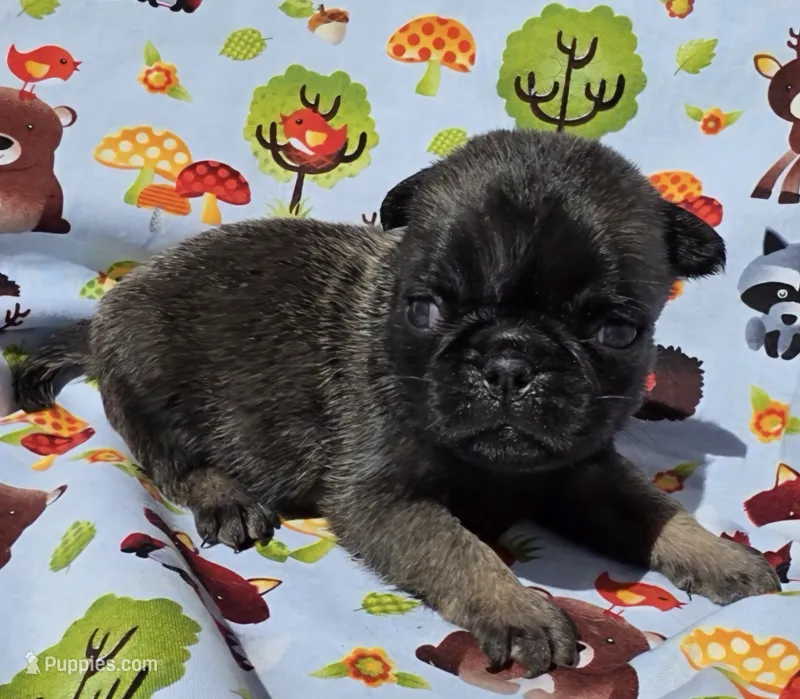 Olive M1 – Pug puppy for sale in Upland, IN