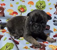 Olive M1, a male Pug for sale in Upland, IN – 1 of 6