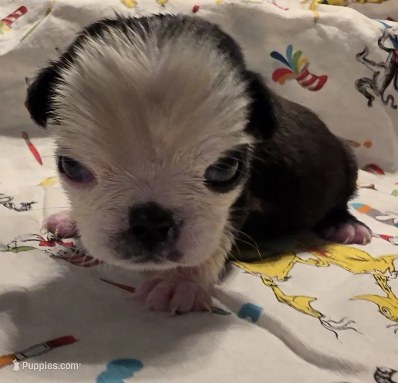 Minnie F1 – Pug puppy for sale in Upland, IN