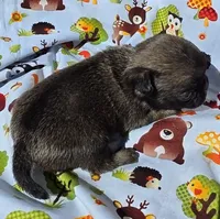 Olive M1, a male Pug for sale in Upland, IN – 2 of 6