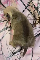 Taylor F1, a female Pug for sale in Upland, IN – 2 of 4